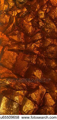 Stock Photo - Ice cubes in copper color liquid. Fotosearch