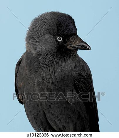 Stock Photograph - Jackdaw. Fotosearch
