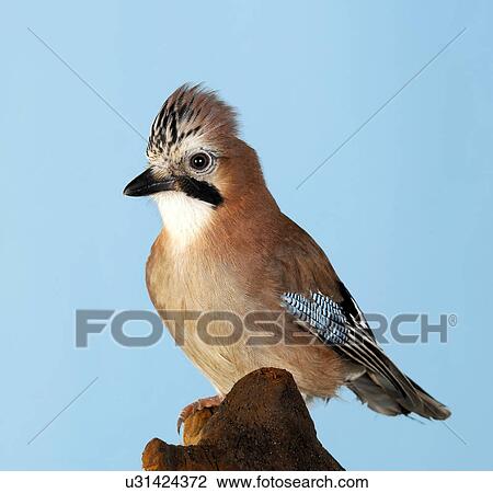 Jay perched on tree stump View Large Photo Image Stock Image - Jay perched on tree stump. Fotosearch