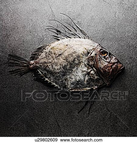 Stock Photo - John Dory fish. Fotosearch