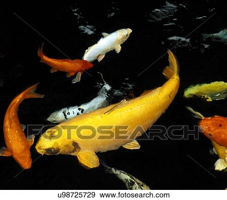 Koi Carp View Large Photo Image Stock Photo - Koi Carp. Fotosearch