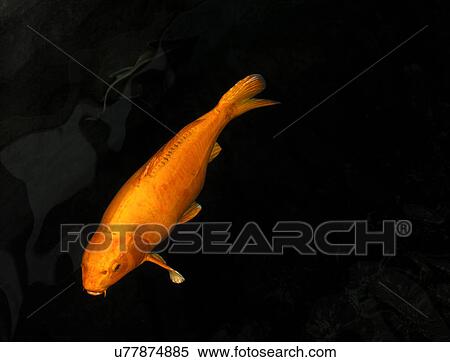 Koi Carp View Large Photo Image Stock Photography - Koi Carp. Fotosearch