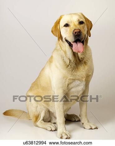 Picture - Labrador. Fotosearch
