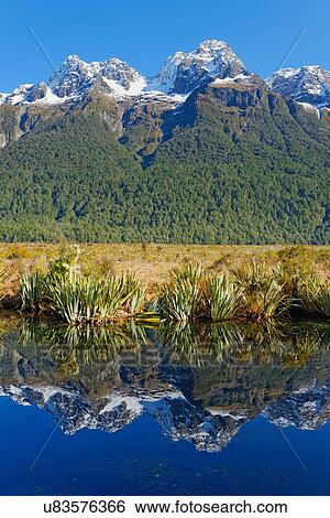 Lake Matheson reflecting mountains, Milford Sound, Fiordland, South Island, Southland, New Zealand View Large Photo Image Stock Photograph - Lake Matheson reflecting mountains, Milford Sound, Fiordland, South Island, Southland, New Zealand. Fotosearch