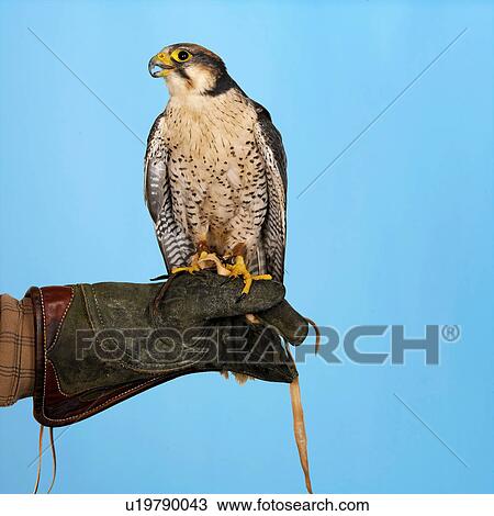 Stock Image - Lanner Falcon perched on hand. Fotosearch