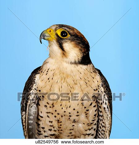 Lanner Falcon View Large Photo Image Stock Photograph - Lanner Falcon. Fotosearch