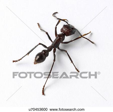 Stock Image - Large ant. Fotosearch