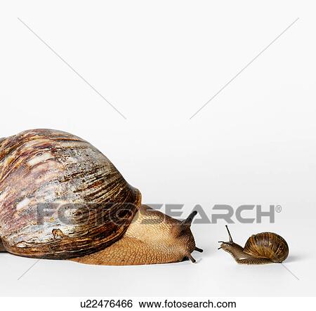 Little and Big Snails View Large Photo Image Stock Photograph - Little and Big Snails. Fotosearch