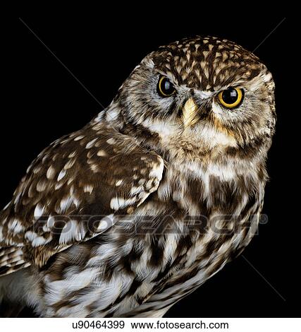 Stock Photo - Little Owl. Fotosearch