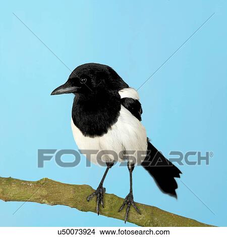 Magpie View Large Photo Image Picture - Magpie. Fotosearch