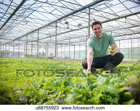 Stock Image - Man checking salad crop. Fotosearch