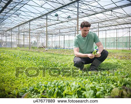 Man checking salad crop View Large Photo Image Stock Photo - Man checking salad crop. Fotosearch