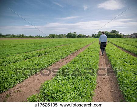 Stock Photography - Man inspecting field of crops. Fotosearch