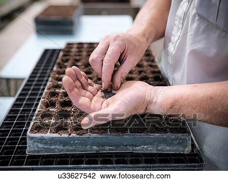 Man planting seeds View Large Photo Image Stock Image - Man planting seeds. Fotosearch
