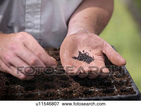 Man planting seeds View Large Photo Image Stock Photo - Man planting seeds. Fotosearch