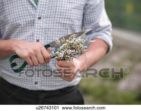 Man trimming fresh thyme View Large Photo Image Stock Image - Man trimming fresh thyme. Fotosearch
