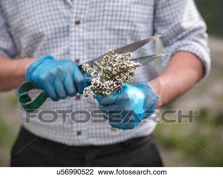 Man trimming fresh thyme View Large Photo Image Stock Image - Man trimming fresh thyme. Fotosearch