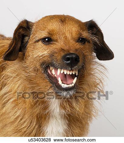 Stock Photo - Mongrel snarling. Fotosearch