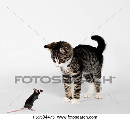Stock Photography - Mouse confronting kitten. Fotosearch