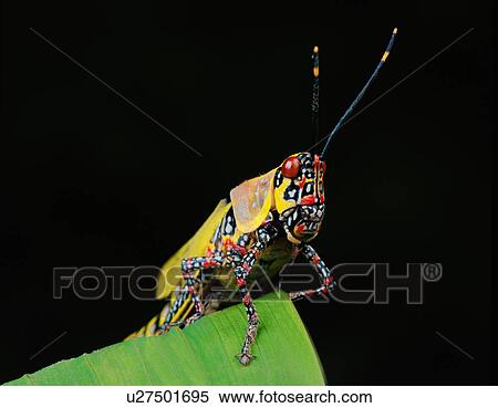 Stock Photography - Multi colored locust. Fotosearch