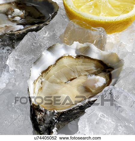 Stock Image - Mussels and lemon on ice. Fotosearch