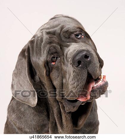 Picture - Neapolitan Mastiff with head cocked. Fotosearch