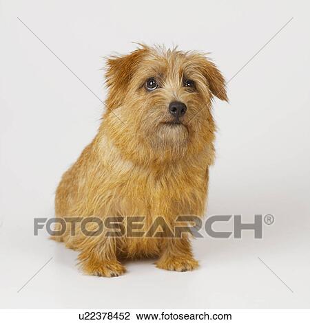 Stock Image - Norfolk Terrier. Fotosearch