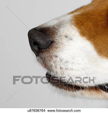 Nose of dog View Large Photo Image Picture - Nose of dog. Fotosearch