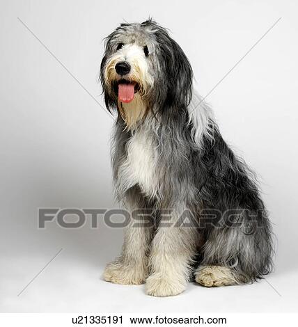 Old English Sheepdog with tongue hanging out View Large Photo Image Stock Image - Old English Sheepdog with tongue hanging out. Fotosearch