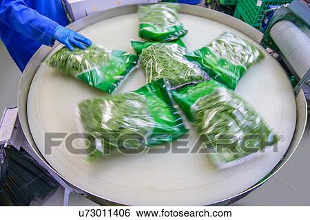 Stock Photograph - Packets of mixed salad leaves on production line on herb farm. Fotosearch