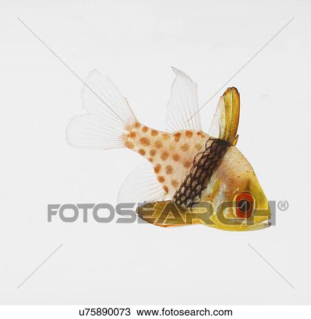 Pajama Cardinalfish View Large Photo Image Stock Image - Pajama Cardinalfish. Fotosearch