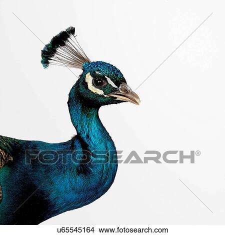 Peacock View Large Photo Image Picture - Peacock. Fotosearch