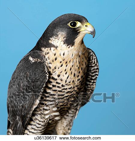 Peregrine Falcon View Large Photo Image Stock Photo - Peregrine Falcon. Fotosearch