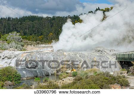 Pohutu Geyser and Prince of Wales Geyser, Te Puia, Rotorua, New Zealand View Large Photo Image Stock Photograph - Pohutu Geyser and Prince of Wales Geyser, Te Puia, Rotorua, New Zealand. Fotosearch