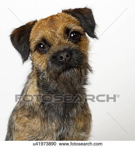 Portrait of Bearded Terrier View Large Photo Image Stock Image - Portrait of Bearded Terrier. Fotosearch