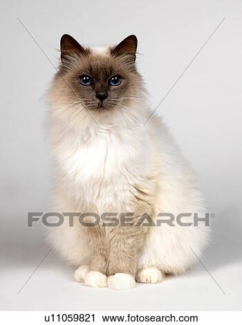 Portrait of Birman View Large Photo Image Stock Image - Portrait of Birman. Fotosearch