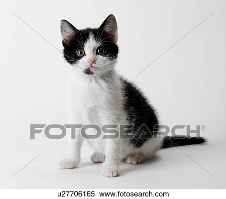 Stock Photography - Portrait of black and white kitten. Fotosearch