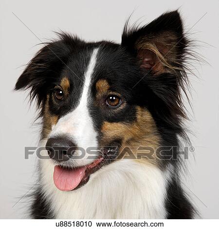 Stock Image - Portrait of Border Collie. Fotosearch