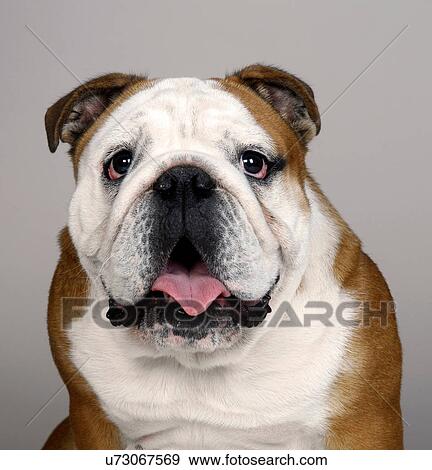 Stock Photo - Portrait of British Bulldog. Fotosearch