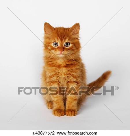 Portrait of ginger kitten View Large Photo Image Stock Image - Portrait of ginger kitten. Fotosearch