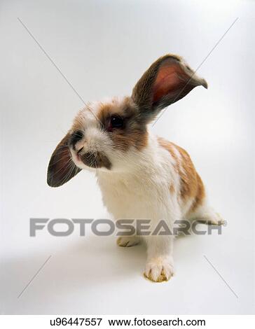Stock Photo - Portrait of lop eared baby rabbit. Fotosearch