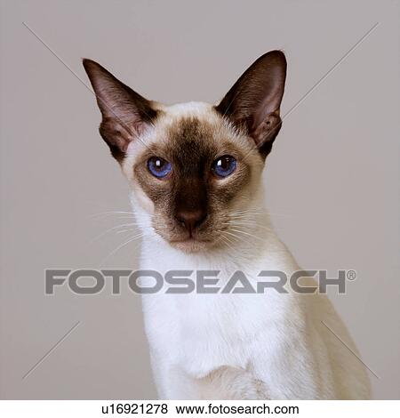Portrait of Seal Point Siamese View Large Photo Image Stock Photo - Portrait of Seal Point Siamese. Fotosearch