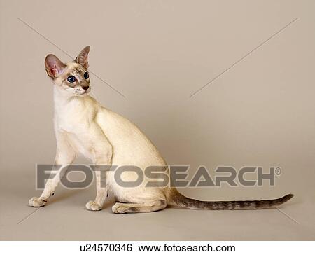 Portrait of Siamese Blue Point Tabby View Large Photo Image Stock Photograph - Portrait of Siamese Blue Point Tabby. Fotosearch