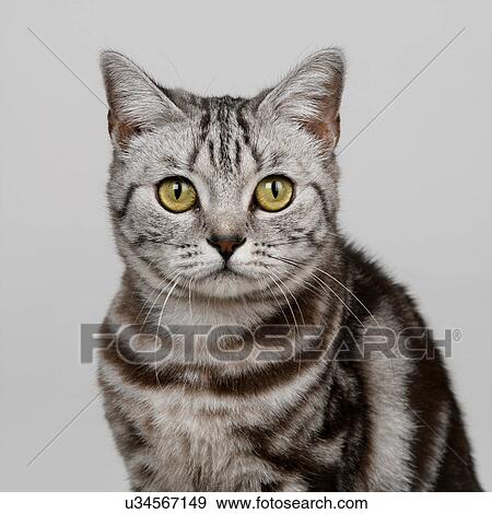 Stock Photo - Portrait of silver tabby. Fotosearch