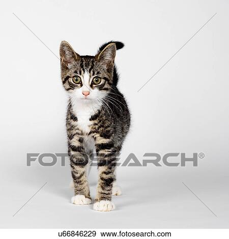 Stock Photo - Portrait of striped kitten. Fotosearch