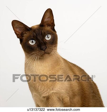 Portrait of Tonkinese Chocolate Head View Large Photo Image Stock Image - Portrait of Tonkinese Chocolate Head. Fotosearch