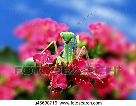 Stock Photograph - Praying Mantis on pink flower. Fotosearch