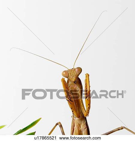 Stock Image - Praying Mantis. Fotosearch
