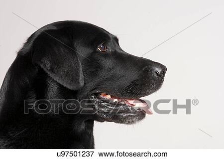 Profile of black Labrador View Large Photo Image Stock Photo - Profile of black Labrador. Fotosearch