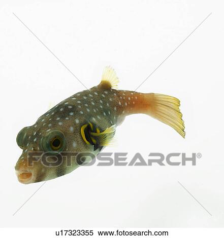 Pufferfish View Large Photo Image Stock Photography - Pufferfish. Fotosearch